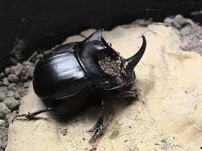 娱乐吃瓜酱屎壳郎